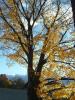 the yellow tree of Connecticut...